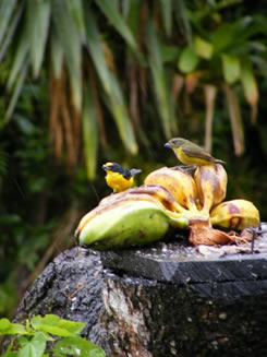 birds on bananas